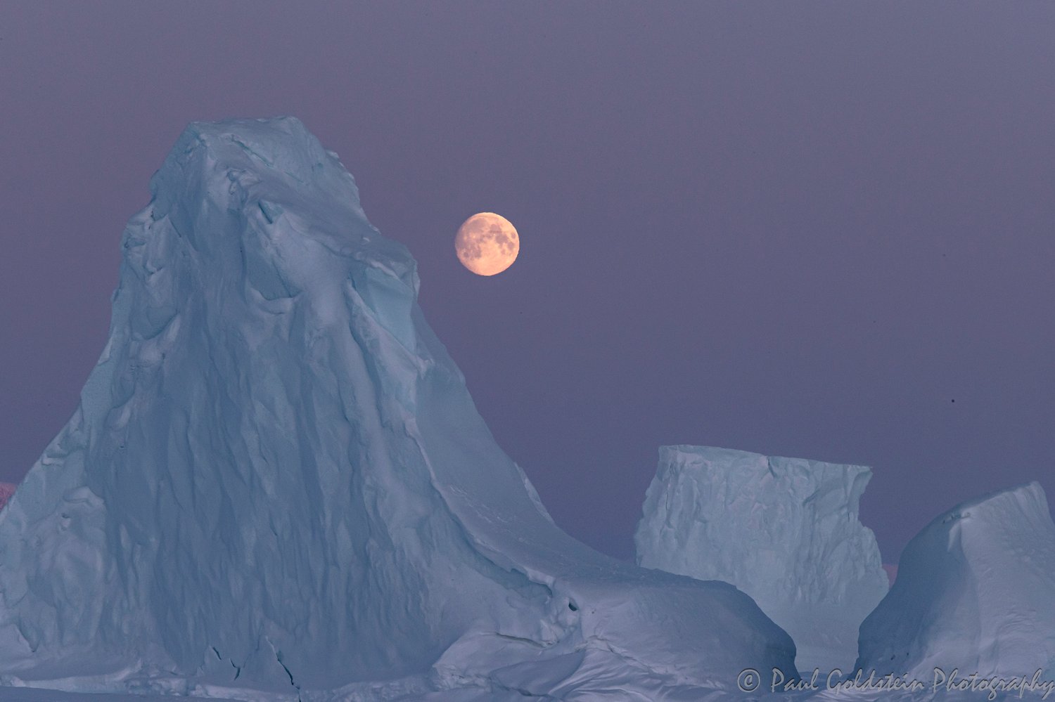 Migration des ours polaires - Paul Goldstien - Arctic Kingdom17